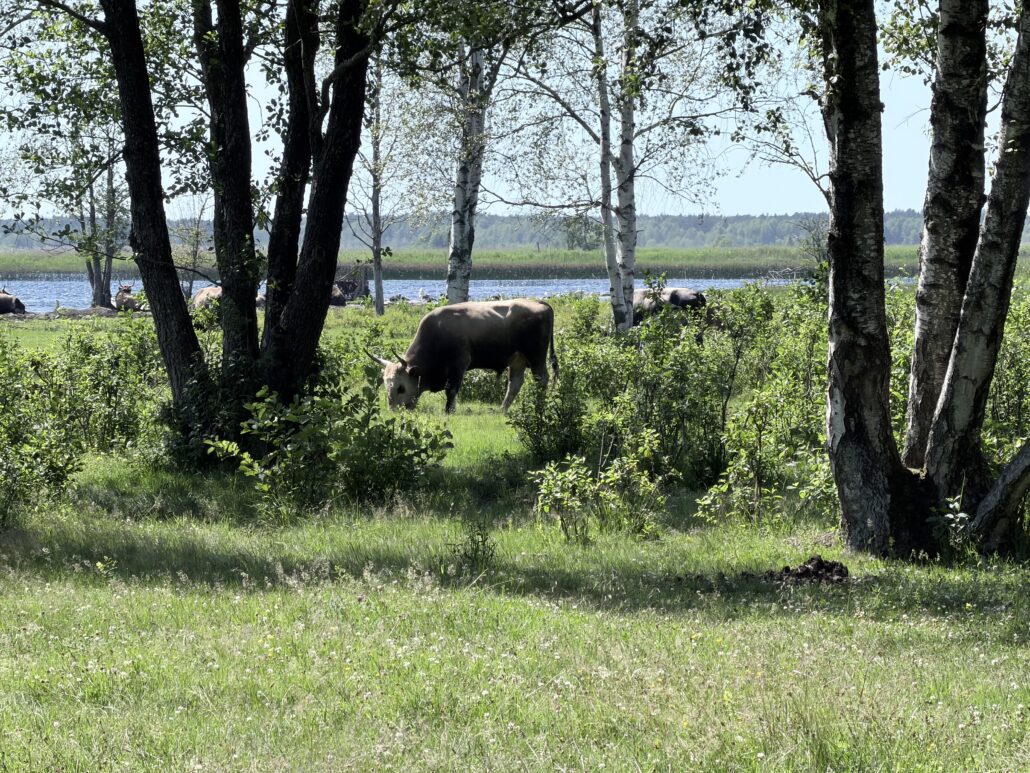 In einem Nationalpark und dann in einer Stadt, die tief berührt img 3167